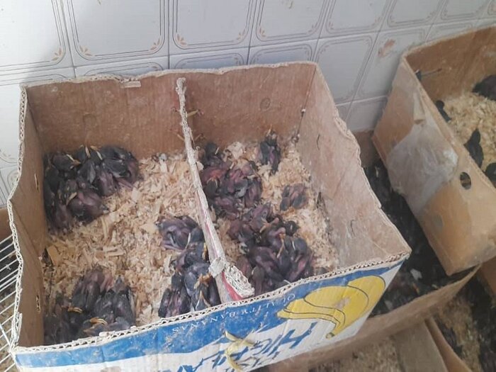 کشف ۳۶۰۰ جوجه مینا در یک خانه در نیشابور: راز یک تجارت غیرقانونی!