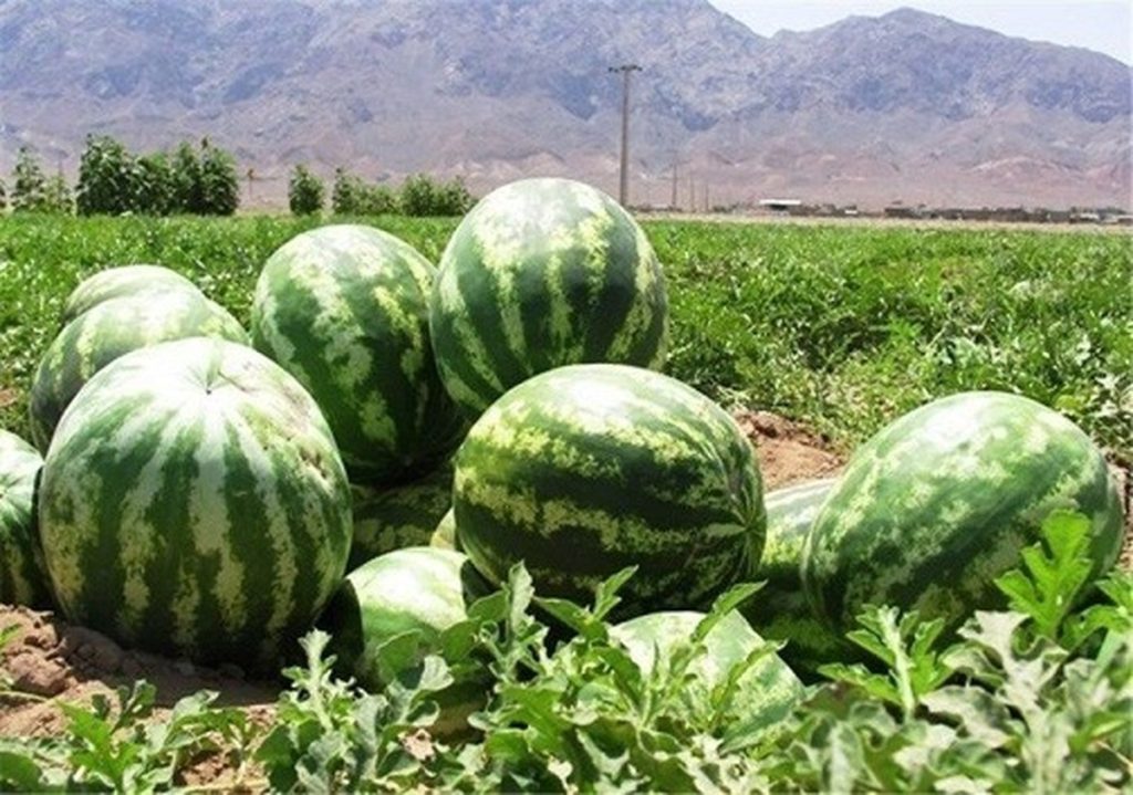 ضرورت فراگیر شدن شناسایی محصولات کشاورزی: آیا راه نجات کشاورزی ماست؟
