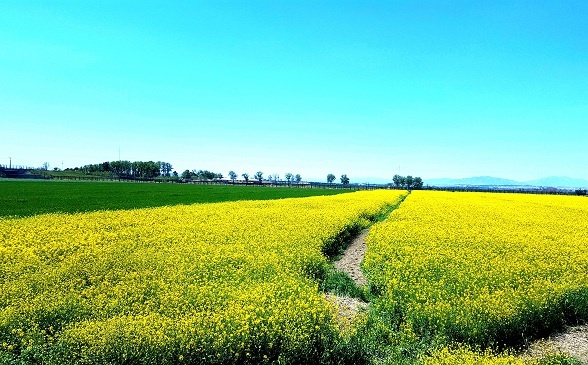 کمک به جهش بی‌سابقه: افزایش رشد، قدرت و کارایی گیاه کلزای ایرانی!